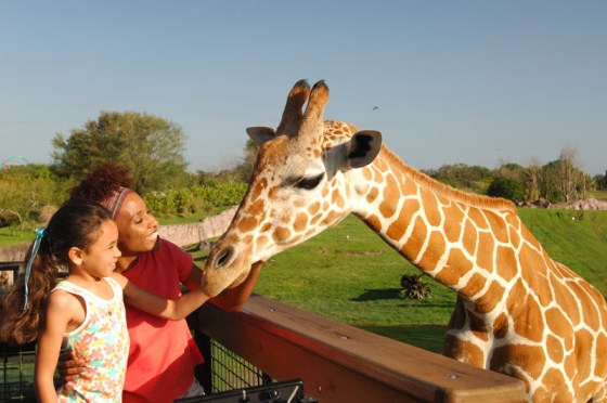 4.4 million visitors a year enjoy this Africa-themed park which houses over 2,700 animals alongside the usual array of rides, restaurants and shows.